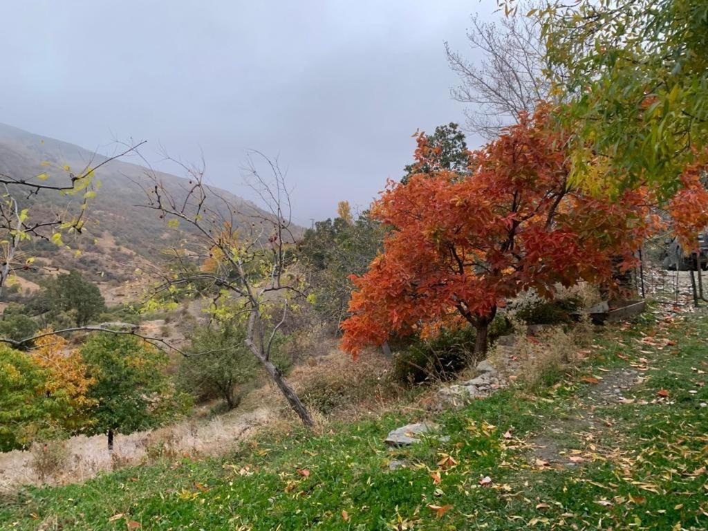 Cortijo Rural El Albercon - Capileira - Alpujarra Rural Villa Ngoại thất bức ảnh