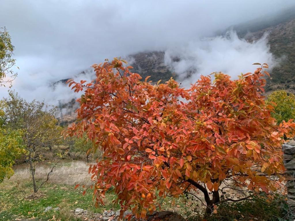 Cortijo Rural El Albercon - Capileira - Alpujarra Rural Villa Ngoại thất bức ảnh