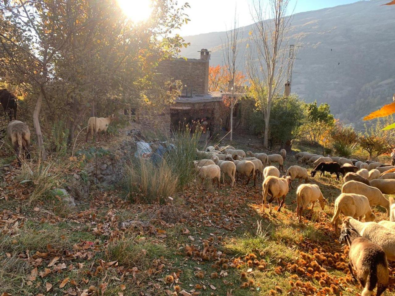 Cortijo Rural El Albercon - Capileira - Alpujarra Rural Villa Ngoại thất bức ảnh