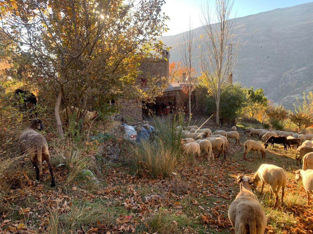 Cortijo Rural El Albercon - Capileira - Alpujarra Rural Villa Ngoại thất bức ảnh
