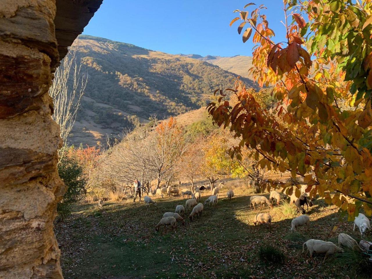 Cortijo Rural El Albercon - Capileira - Alpujarra Rural Villa Ngoại thất bức ảnh